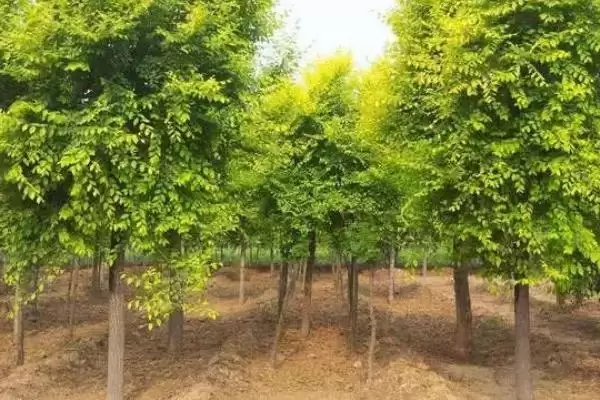 图片[4]-白蜡树植物特征(白蜡树具有哪些独特的植物特征及其识别要点)-会东网