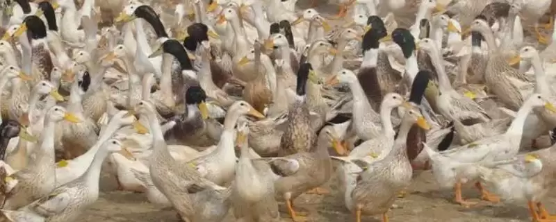 蛋鸭的饲料配方(蛋鸭饲料配方是怎样的呢)-会东网