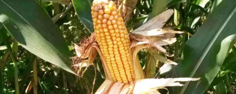 东沃20玉米种简介(东沃20玉米种情况如何)-会东网