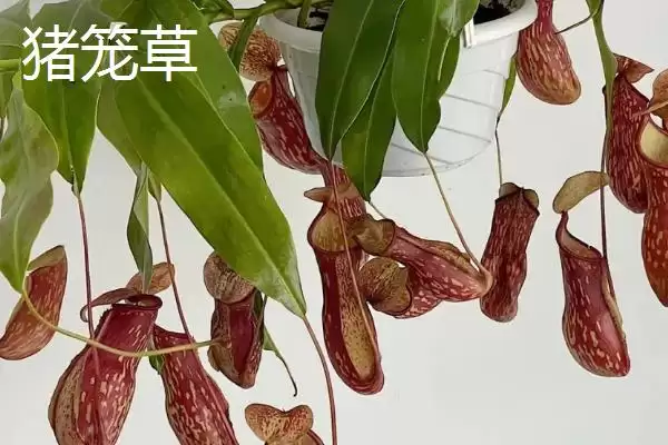 图片[5]-苍蝇的天敌(苍蝇的天敌都有哪些生物呢)-会东网