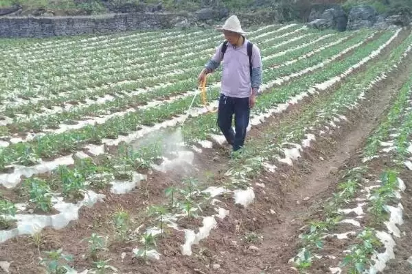 图片[3]-白菜长白斑用药要点(白菜长白斑用药要点及其在病虫害防治中的注意事项)-会东网