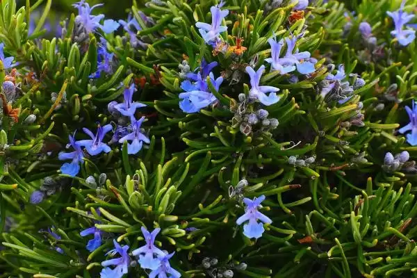 图片[13]-白色花卉养护要点(白色花卉在养护过程中需要注意哪些关键要点)-会东网