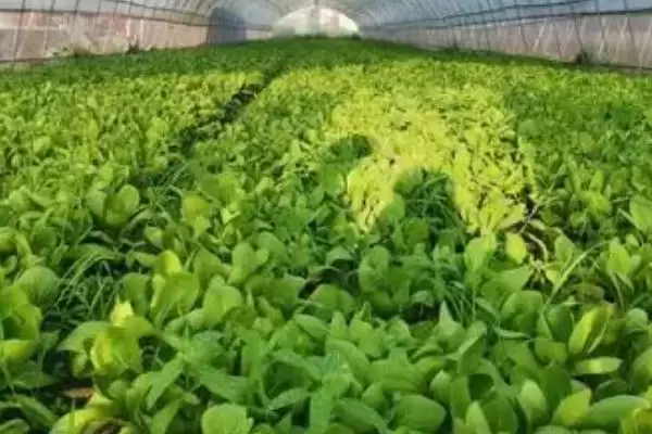 图片[3]-2023年种山药利润(2023年种山药利润可观的原因和种植要点有哪些)-会东网