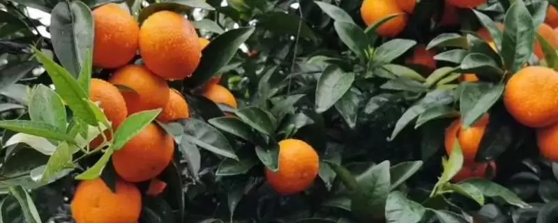 091无核沃柑种植区域(091无核沃柑在多省份适合种植的地理优势有哪些)-会东网