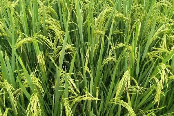 图片[3]-Y两优916水稻种子介绍(Y两优916水稻种子特性及种植优势)-会东网