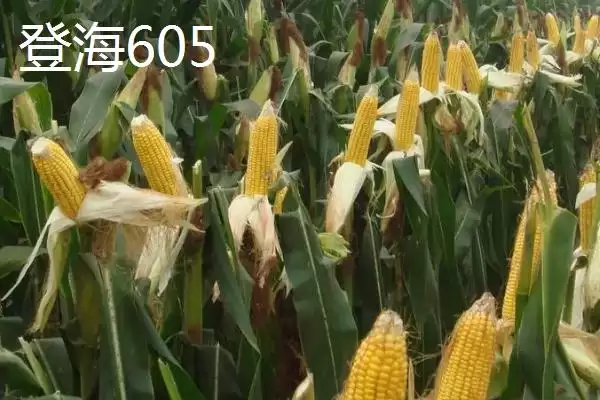 图片[2]-登海605和沃玉3号产量对比(登海605与沃玉3号产量对比如何)-会东网