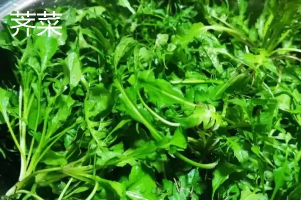 图片[6]-白菜同类蔬菜(白菜同类蔬菜及其在种植和食用上的特点和区别)-会东网