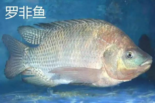 图片[2]-5号伊豆适合钓什么鱼(5号伊豆钩在不同水域和鱼情下适合钓哪些鱼呢)-会东网