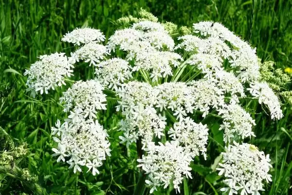 图片[4]-八月份种白芍、牡丹、白芷，中药材种植全攻略-会东网