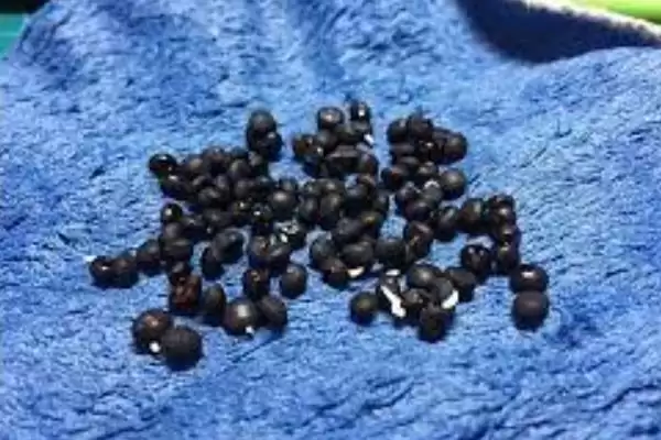 图片[5]-白芦笋变色防治(白芦笋变色的原因及如何有效进行防治的方法要点)-会东网