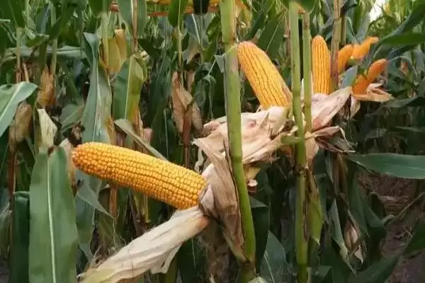 图片[3]-C7637玉米种在当地农技部门指导下播种要点-会东网