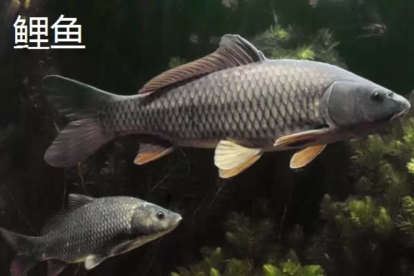 图片[4]-3.0号子线搭配10-11号伊势尼钩教程(3.0号子线与10-11号伊势尼钩搭配教程)-会东网