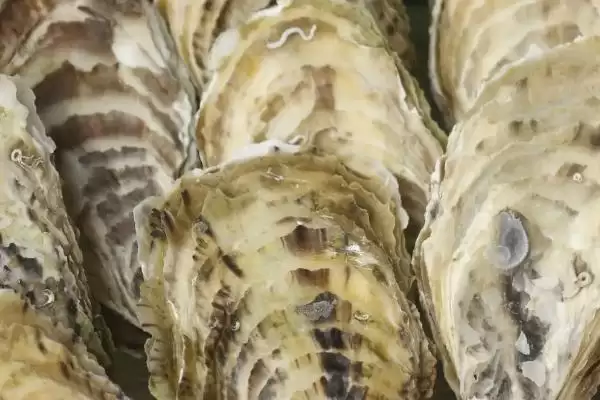 图片[4]-奥林匹亚牡蛎特点(奥林匹亚牡蛎体型小及其他特点和生态价值)-会东网