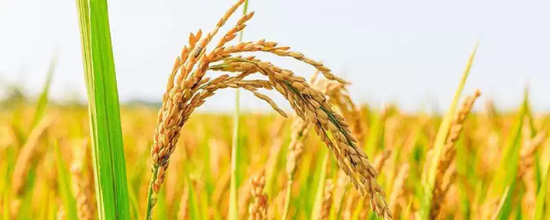 在武汉地区5月25日播种的NC228S水稻品种(NC228S水稻品种武汉5月25日播种要点)-会东网