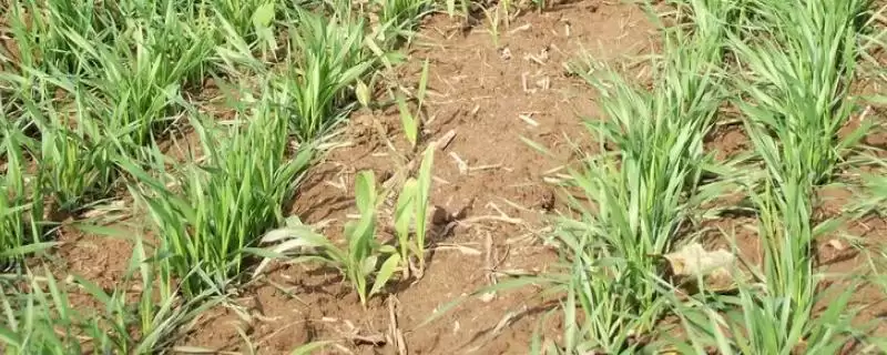 V803玉米种简介,密度4000株/亩左右的优势-会东网