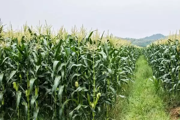 图片[2]-登海3622玉米种子特点(登海3622玉米种子有哪些特点)-会东网