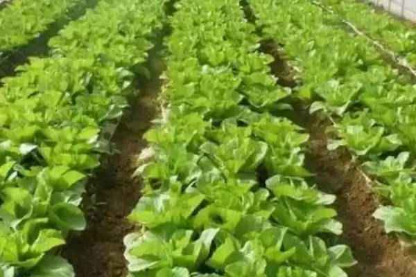 图片[4]-2月蔬菜晴天播种技术要点(2月蔬菜晴天播种有哪些关键技术要点和注意事项)-会东网