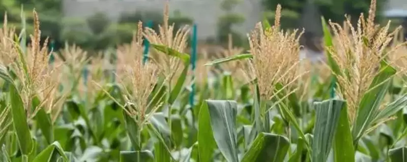 G1969玉米种子中抗小斑病的性能特点解析-会东网