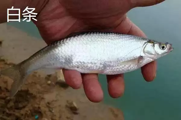 图片[6]-2号溪流钩与3号袖钩拉力值对比(2号溪流钩和3号袖钩的拉力值对比情况如何)-会东网