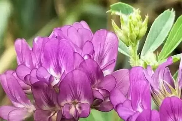 图片[11]-广东蜜源植物(广东有哪些常见蜜源植物及其花期呢)-会东网