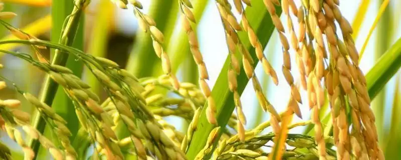 EK1S水稻品种在武汉5月上旬-下旬播种要点(EK1S水稻品种武汉5月上下旬播种要点)-会东网