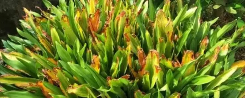 斑马万年青的养殖方法(斑马万年青光照、浇水、施肥咋操作)-会东网