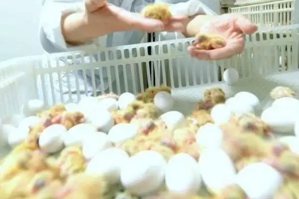 图片[4]-孵化鸽子温湿度(孵化鸽子适宜温湿度分别是多少)-会东网