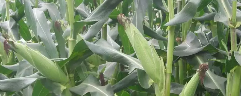 A8199玉米品种密度4000株/亩左右的种植规划-会东网