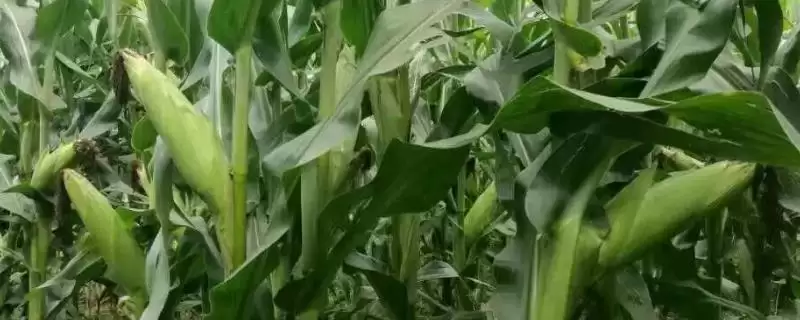春庆189玉米品种的特性(春庆189玉米品种特性有哪些呢)-会东网