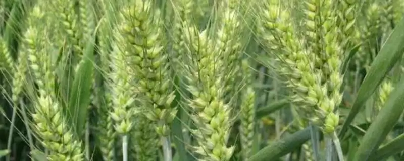 XM1803小麦品种病虫害防治(XM1803小麦品种生育期防杂草病虫害的方法和要点)-会东网