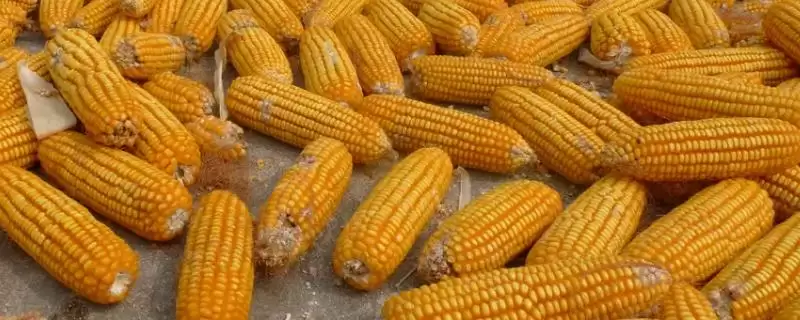 春玉96玉米品种简介(春玉96玉米品种介绍要点有哪些呢)-会东网