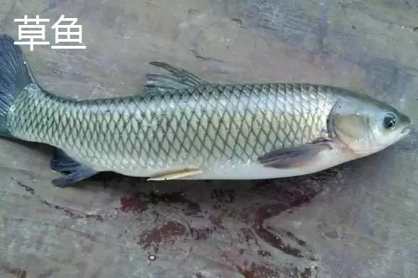 图片[5]-2号子线配5-6号伊势尼钩为佳的原因(2号子线配5-6号伊势尼钩为佳的原因有哪些)-会东网