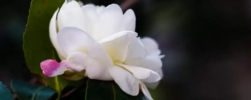 白山茶花文化内涵(白山茶花在文化领域有着怎样独特的内涵和寓意)-会东网