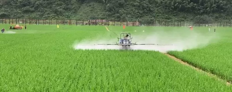 必知！2甲4氯水稻低龄期应慎用(2甲4氯在水稻低龄期使用注意事项)-会东网