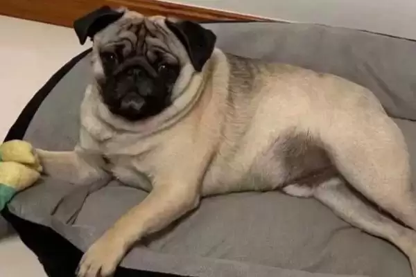 图片[4]-巴哥犬喂养要点(巴哥犬喂养注意要点及其对犬健康成长的影响)-会东网