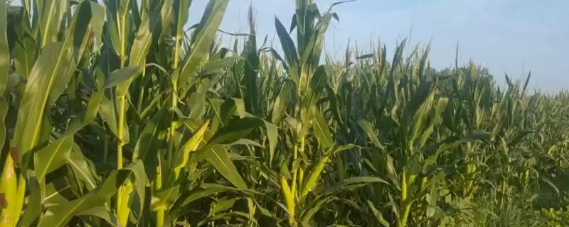 丰泽118玉米种子特点(丰泽118种子抗逆、品质、适应性)-会东网