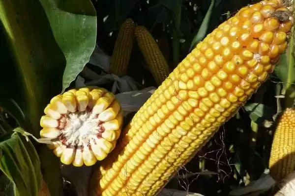 图片[2]-种植密度每亩5000株的H6662玉米种子，有何特别？-会东网