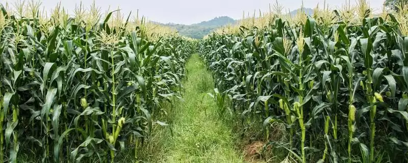 奥玉3628玉米品种春季107天生育期，特性有哪些-会东网