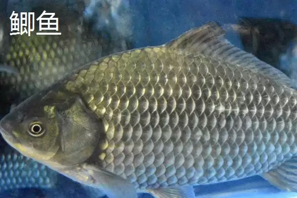 图片[3]-10号丸世钩是否适合钓黄辣丁(10号丸世钩在实际垂钓中是否适合钓黄辣丁呢)-会东网