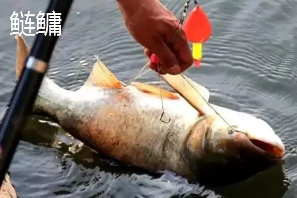 图片[4]-白鲢和鲢鳙外观习性区别 (白鲢和鲢鳙外观、习性不同体现在哪)-会东网