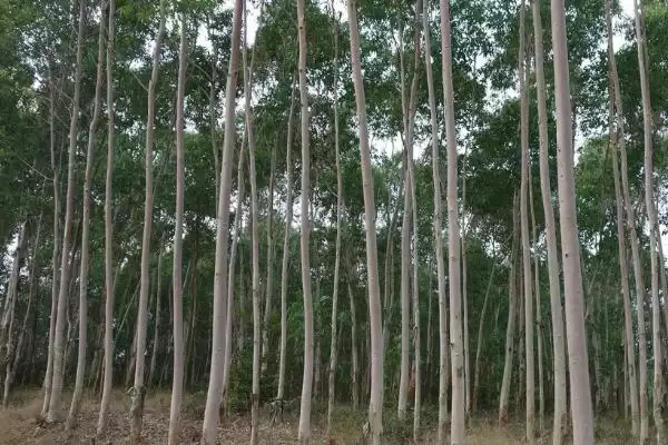 图片[4]-桉树植物揭秘，是常见经济树种的特性-会东网