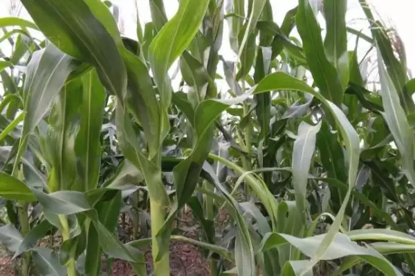 图片[4]-春源919玉米种子特征特性(春源919玉米种子有啥特征特性呢)-会东网