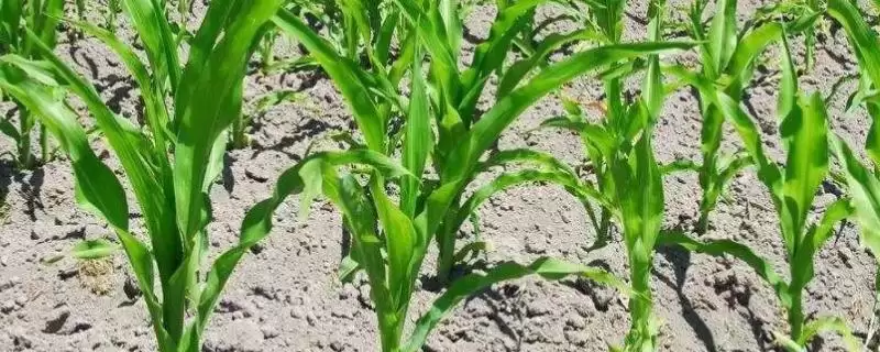 爱瑞特558玉米种子简介,大喇叭口期防治玉米螟虫要点-会东网
