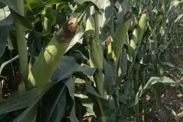 图片[2]-白糯669玉米种子防涝抗旱防虫，有啥种植要点-会东网