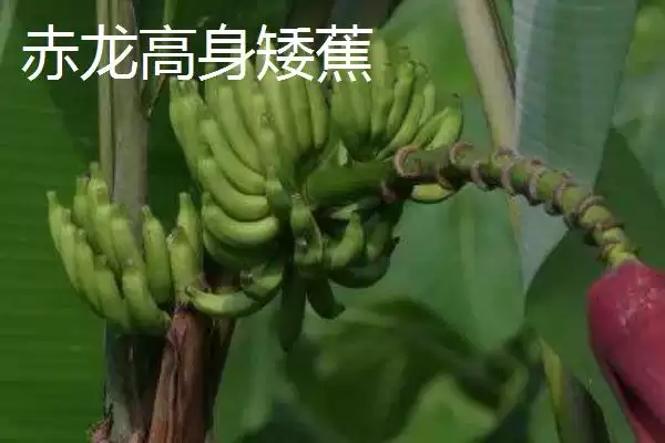 图片[4]-矮蕉主产地售价原因(矮蕉主产地售价0.9-2元斤的价格影响因素有哪些)-会东网