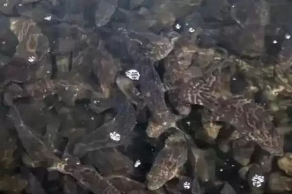 图片[5]-淡水石斑鱼用什么饵钓(淡水石斑鱼用啥饵料垂钓呢)-会东网