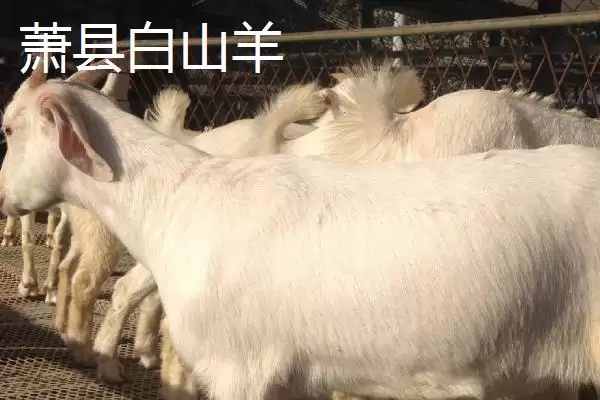 图片[3]-萧县为人熟知的特产 (萧县高滩萝卜久负盛名的种植和品质优势在哪)-会东网