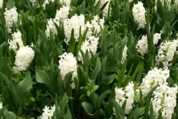 图片[3]-白色风信子花语内涵(白色风信子花语所蕴含的情感和文化内涵是什么)-会东网