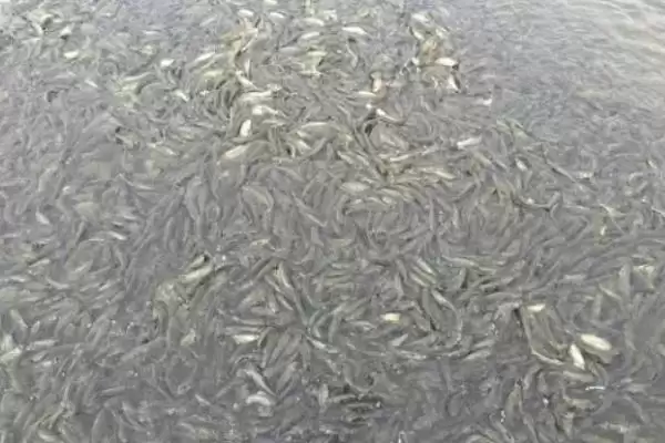 图片[4]-2-3 厘米草鱼苗食物选择 (2-3 厘米草鱼苗吃浮游生物等的原因是什么)-会东网