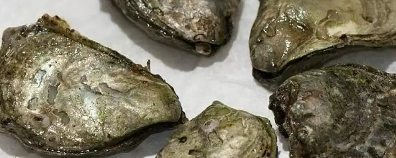 奥林匹亚牡蛎特点(奥林匹亚牡蛎体型小及其他特点和生态价值)-会东网